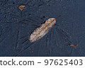 Winter fallen leaves 97625403