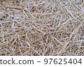 Plant 97625404