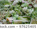 Green grass 97625405