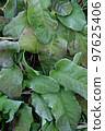Green leaves 97625406