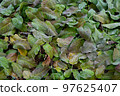 leaf  97625407