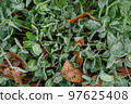 Winter plant 97625408