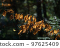 Dead leaves 97625409