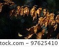 Dead leaves 97625410