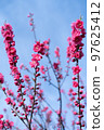 Spring flower  97625412