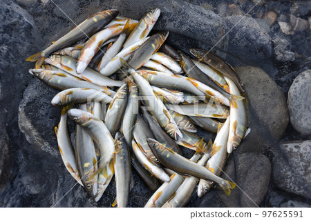 Ayu fishing fishing fruits Ayu fishing fishing fruits 97625591