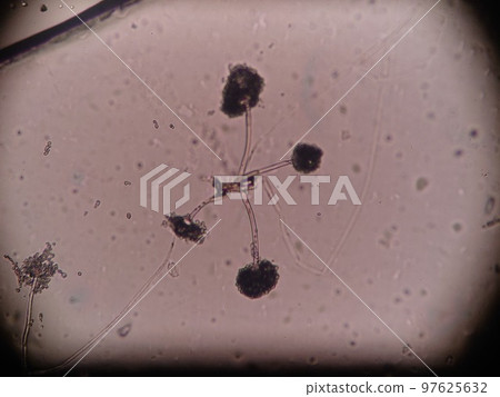 Sporangia Rupture of Rhizopus Sporangia Rupture of Rhizopus 97625632