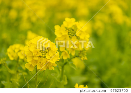 Rape blossoms Rape blossoms 97625700