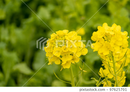 Rape blossoms Rape blossoms 97625701