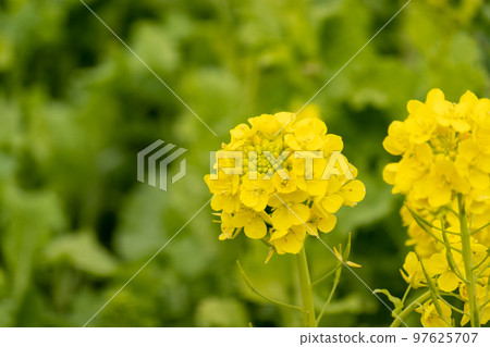 Rape blossoms Rape blossoms 97625707