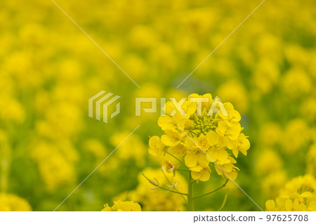 強姦開花 強姦開花 97625708