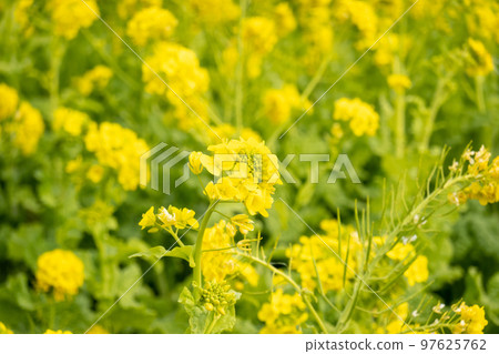 強姦開花 強姦開花 97625762