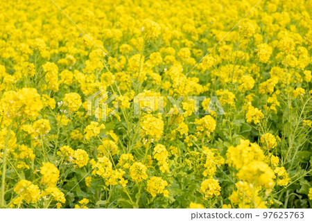 強姦開花 97625763