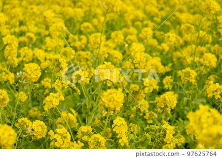 強姦開花 97625764