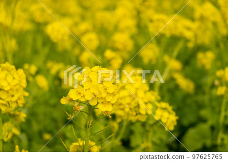 強姦開花 強姦開花 97625765