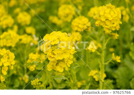 強姦開花 97625766