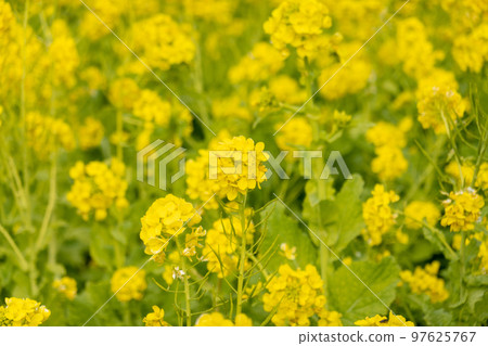 強姦開花 97625767