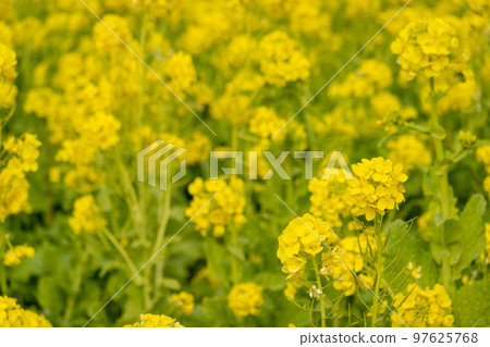 強姦開花 97625768