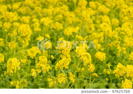 強姦開花 97625769