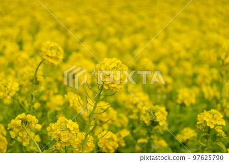 強姦開花 97625790