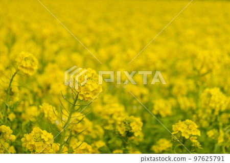 強姦開花 97625791