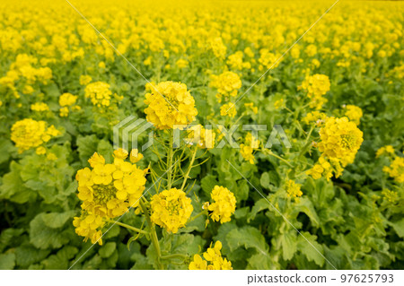 Rape blossoms Rape blossoms 97625793