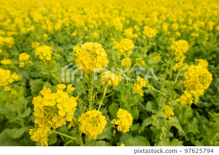 強姦開花 97625794