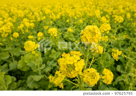 Rape blossoms 97625795