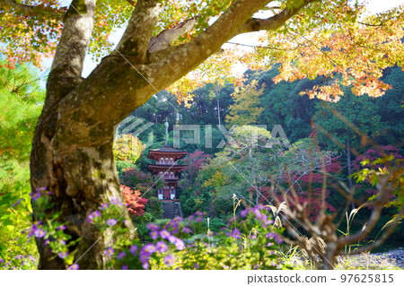 Kizugawa City, Kyoto Prefecture, Joruriji Temple in autumn, three-storied pagoda in autumn leaves 97625815