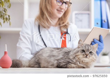 female doctor examines a gray cat in a veterinary clinic. medicine for pets female doctor examines a gray cat in a veterinary clinic. medicine for pets 97625850