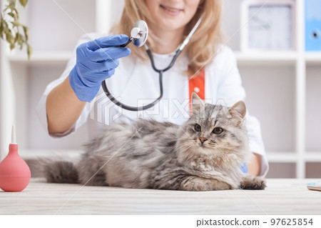female doctor examines a gray cat in a veterinary clinic. medicine for pets female doctor examines a gray cat in a veterinary clinic. medicine for pets 97625854