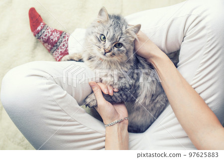 Cute cat sleeping on owners's legs one winter day. Girl relaxing with her pet on a blanket. Cute cat sleeping on owners's legs one winter day. Girl relaxing with her pet on a blanket. 97625883
