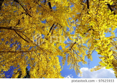 A gigantic ginkgo tree at Shoboji Temple in Wazuka, Kyoto 97625933