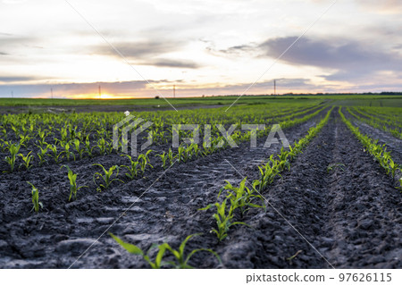 Growing young green corn seedling sprouts in cultivated agricultural farm field in a sunset. 97626115