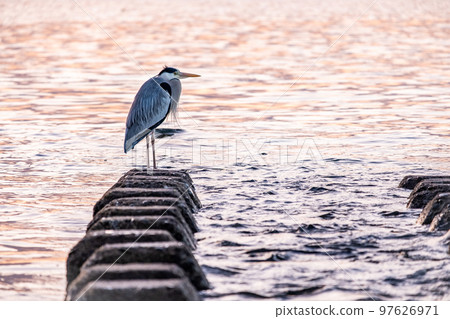 Gray heron standing on the beach at sunset Gray heron standing on the beach at sunset 97626971