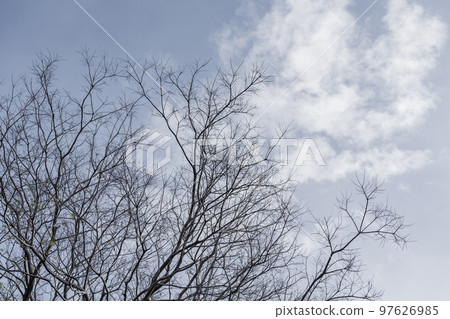 死樹/冬天圖像 死樹/冬天圖像 97626985