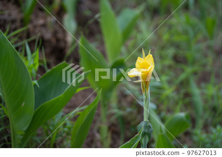 A yellow canna found on a summer walk A yellow canna found on a summer walk 97627013