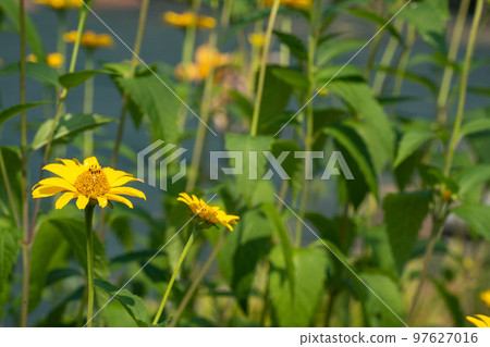 A symbol of summer, sunflowers growing in clusters A symbol of summer, sunflowers growing in clusters 97627016