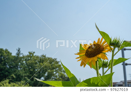 夏天向著藍天和太陽綻放的向日葵花 夏天向著藍天和太陽綻放的向日葵花 97627019