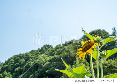 夏天向著藍天和太陽綻放的向日葵花 夏天向著藍天和太陽綻放的向日葵花 97627021