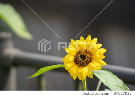 夏日散步時發現的一朵小向日葵 夏日散步時發現的一朵小向日葵 97627022