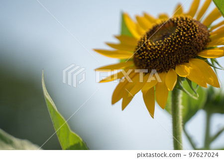 夏天向著藍天和太陽綻放的向日葵花 夏天向著藍天和太陽綻放的向日葵花 97627024