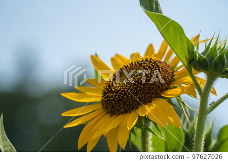 Sunflower flowers blooming towards the blue sky and sun in summer Sunflower flowers blooming towards the blue sky and sun in summer 97627026