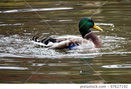 Mallard in Maruyama Park 97627192