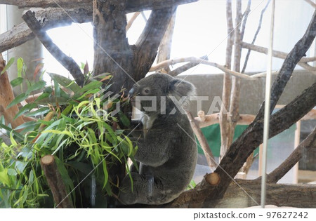 神奈川縣橫濱市考拉動物園 97627242
