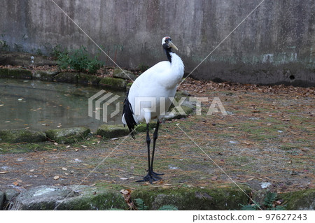 神奈川縣橫濱市丹頂鶴動物園 97627243