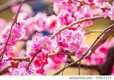 Pink plum blossoms Pink plum blossoms 97627273
