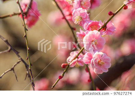Pink plum blossoms Pink plum blossoms 97627274