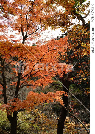 shosenkyo valley rocky mountain rocks nature foliage waterfall water river stream foliage tree mountain tourism travel japan mitake shosenkyo yamanashi shosenkyo valley rocky mountain rocks nature foliage waterfall water river stream foliage tree mountain tourism travel japan mitake shosenkyo yamanashi 97627438