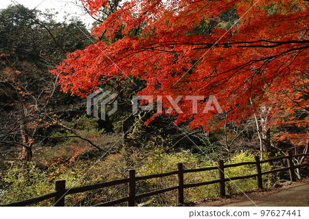 shosenkyo 山谷落基山岩石自然葉子瀑布水河溪流葉子樹山旅遊旅行日本 mitake shosenkyo 山梨 shosenkyo 山谷落基山岩石自然葉子瀑布水河溪流葉子樹山旅遊旅行日本 mitake shosenkyo 山梨 97627441